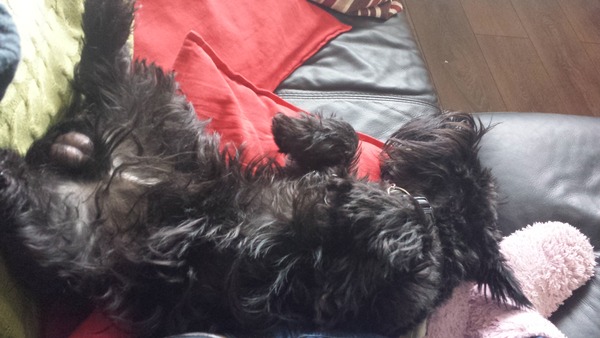 how does your dog sleep - feet in the air