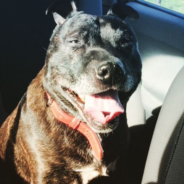 to think that adopting a dog from a rescue is really not a middle-class thing to do ?