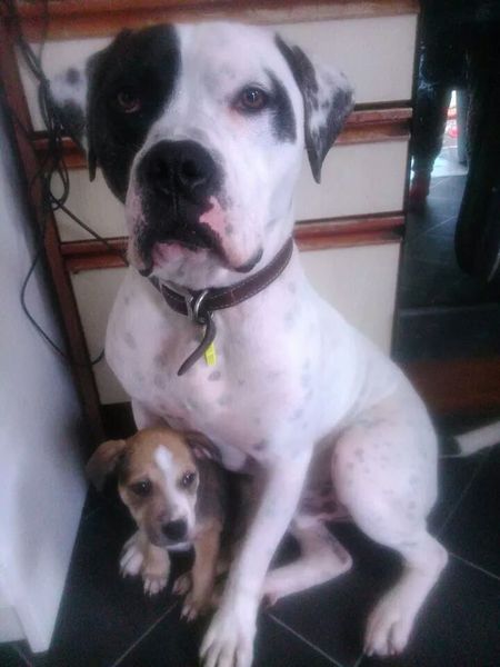 To wish dangerous dog breeds and all breeds closely resembling them were banned in UK?