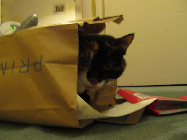How long has my old cat got left?