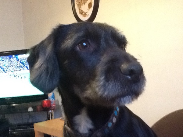 How can I get good photos of my black dog?
