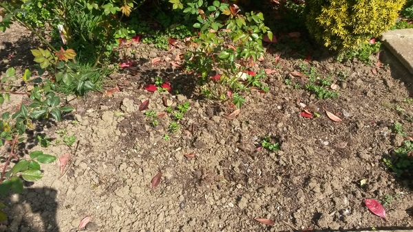 The 2015 Allotment / Veg Patch Thread Part 2
