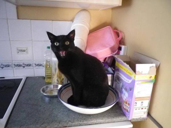 Come and sing the praises for your black/black and white cats