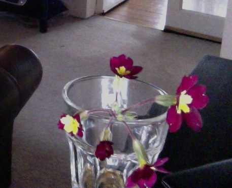 What type of flower is this?