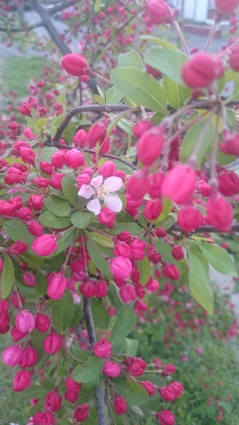 What is wrong with this tree?