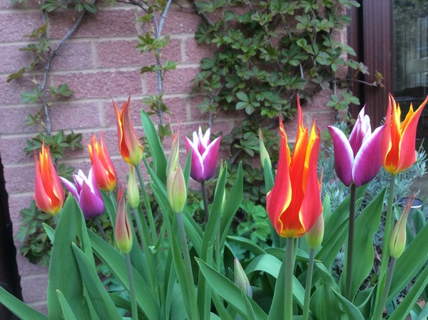 What's making your garden shine at the moment?