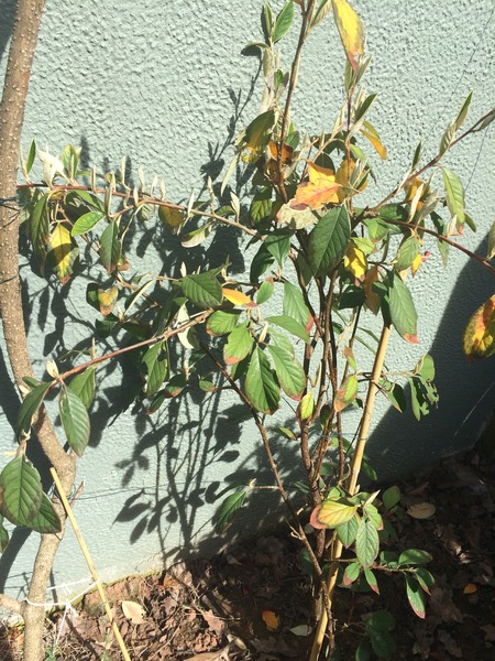 Is my cotoneaster lacteus meant to look like this?