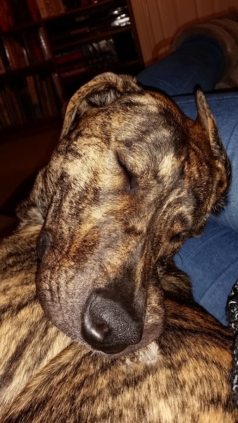 Is there a shameless photo sharing thread for our pooches??