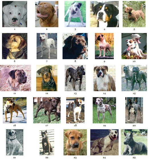 To wish dangerous dog breeds and all breeds closely resembling them were banned in UK?