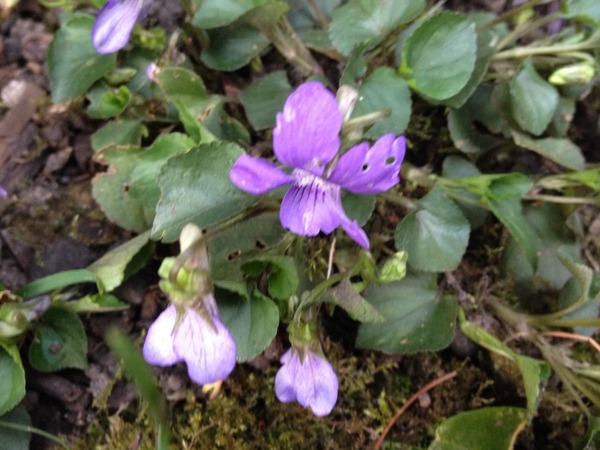 What's making your garden shine at the moment?