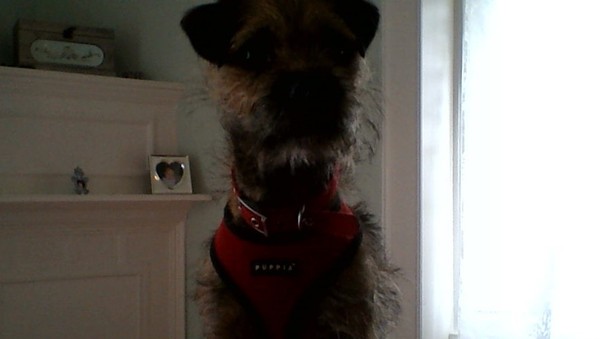 My dog nags  me to death, does anyone else have a needy dog?