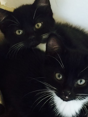 Remember I asked about grey kittens?