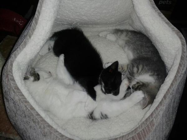 Come and sing the praises for your black/black and white cats