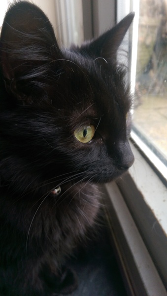 Come and sing the praises for your black/black and white cats