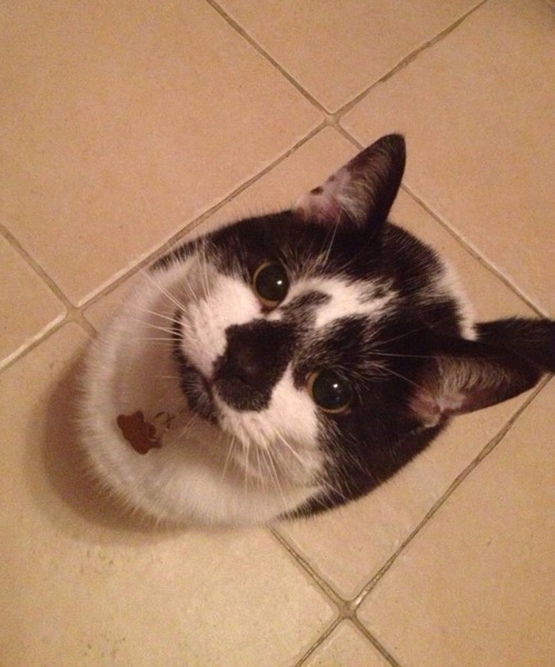Come and sing the praises for your black/black and white cats
