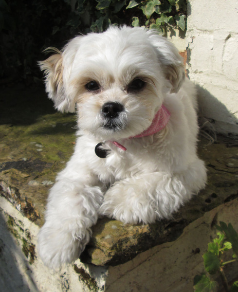 Is there a shameless photo sharing thread for our pooches??