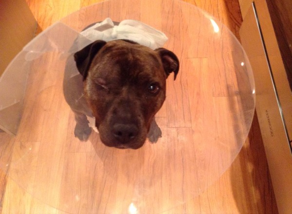 To wish dangerous dog breeds and all breeds closely resembling them were banned in UK?