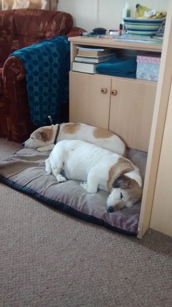 How much do you love your dog, I'm not sure my feelings are normal!!