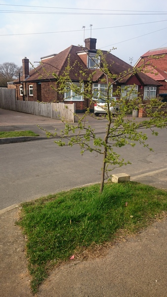 What is wrong with this tree?