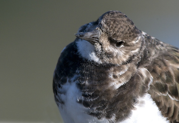To shoot the sodding birds in the garden?