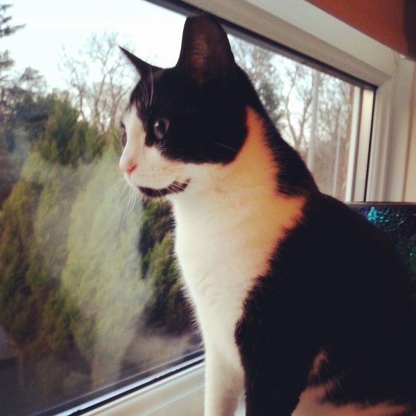 Come and sing the praises for your black/black and white cats