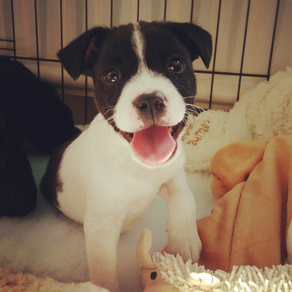 New Puppy advice on nipping, whining and toilet training! | Mumsnet