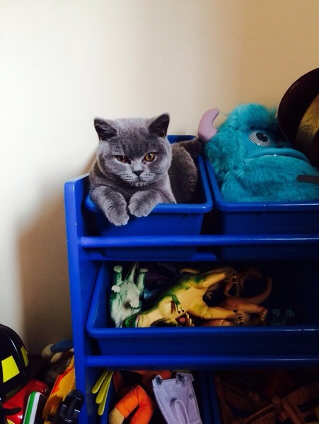 British short hair blue desperate to go outside - what would you do?