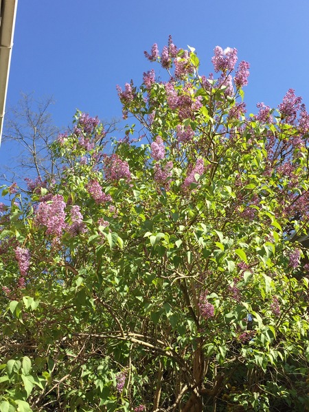 Terry Pratchett has died