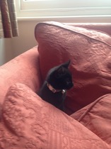 Getting kittens next week - any tips?