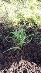 The 2015 Allotment / Veg Patch Thread Part 2