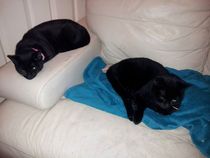 Come and sing the praises for your black/black and white cats