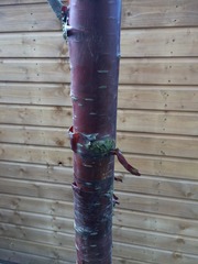 What tree is in my garden?