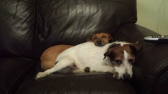 Is there a shameless photo sharing thread for our pooches??