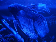 Advice for a total ignoramus - DS wants a fish...