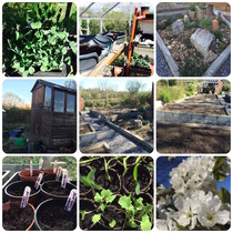 The 2015 Allotment / Veg Patch Thread Part 2