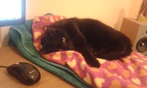 Come and sing the praises for your black/black and white cats
