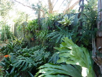 Here's my half empty tropical style garden, what can I fill it with?