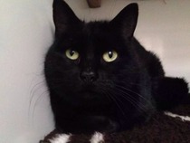 Come and sing the praises for your black/black and white cats