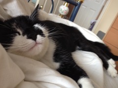 Come and sing the praises for your black/black and white cats