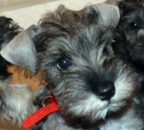 Is there a shameless photo sharing thread for our pooches??