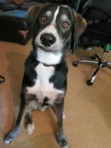 Anyone want to guess what breed our dog is?
