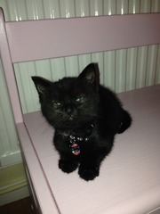 Come and sing the praises for your black/black and white cats