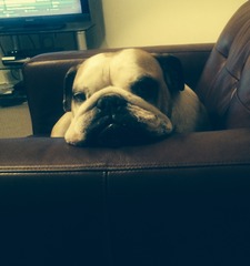 Bulldog owners