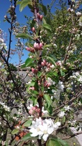 Is there away of identifying fruit trees?