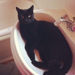 Come and sing the praises for your black/black and white cats