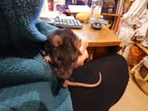 Ratty people, scamper thus way....