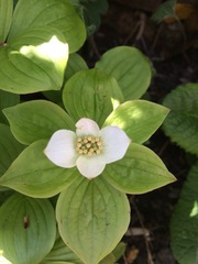 "In the spring, at the end of the day, you should smell like dirt."  This month's discussion in the potting shed.