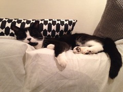 Come and sing the praises for your black/black and white cats