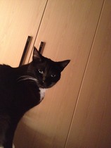 Come and sing the praises for your black/black and white cats