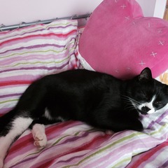 Come and sing the praises for your black/black and white cats